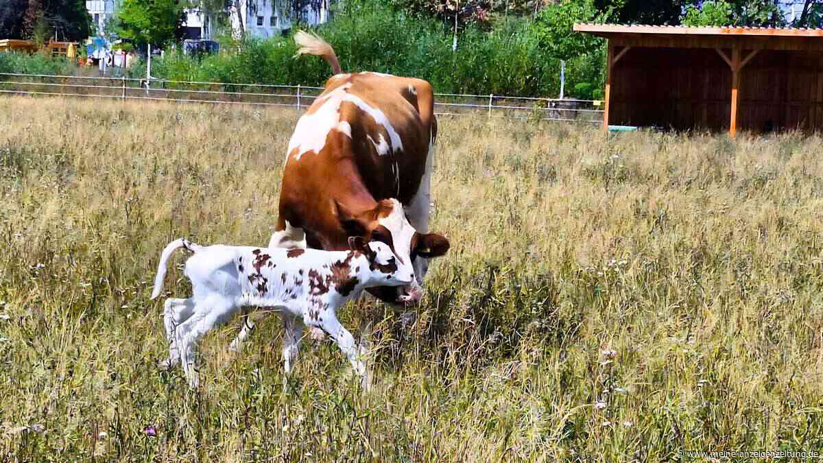 Mitten auf dem Gartenschau-Gelände: Plötzlich ist Kalb „Melli“ da