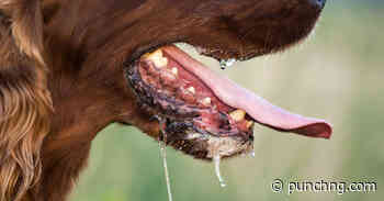 FCTA targets 20,000 dogs, cats for rabies vaccination