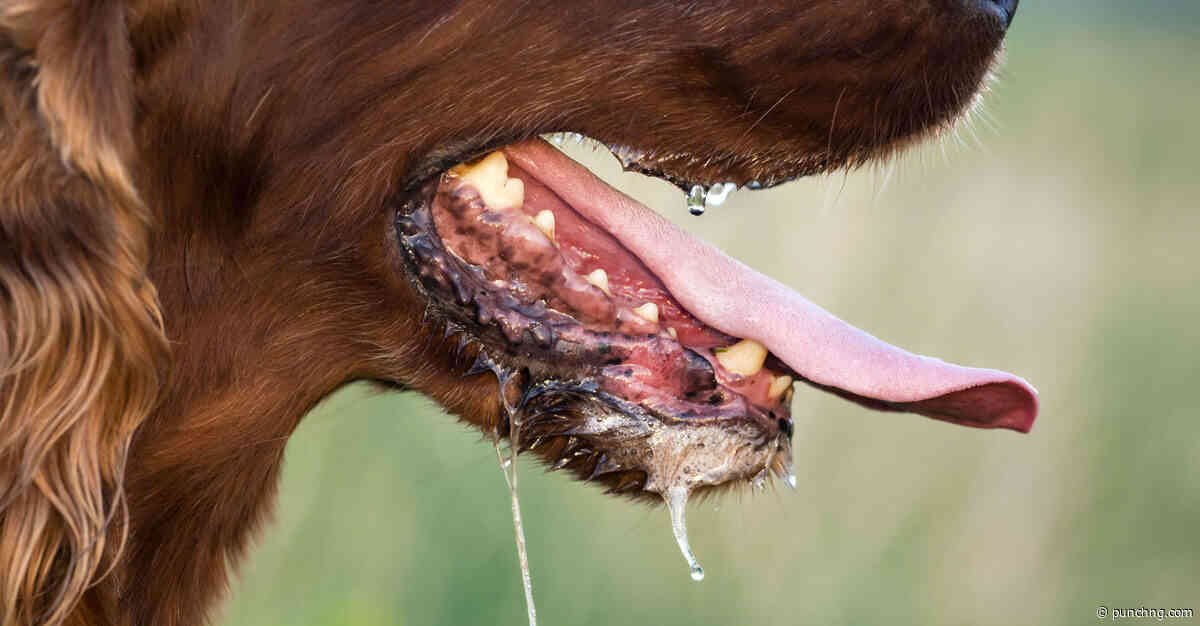 FCTA targets 20,000 dogs, cats for rabies vaccination