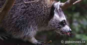 Rabies vaccine operation targets raccoons and skunks in Montreal parks
