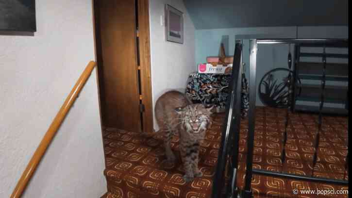 Home-intruding bobcat no match for police drone