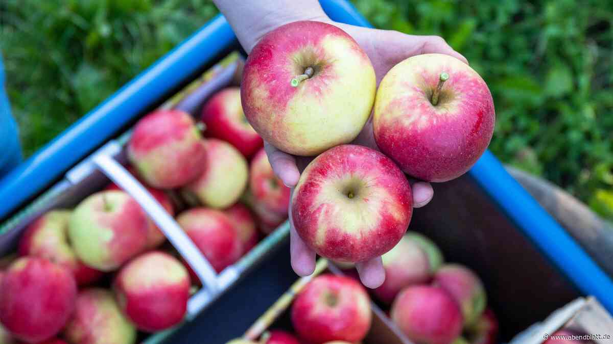 Gute Früchte, große Sorgen: Was die Apfelernte im Alten Land alles bietet