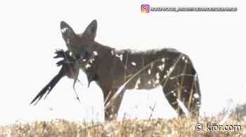 Rare, real-life coyote-and-roadrunner drama unfolds in LA