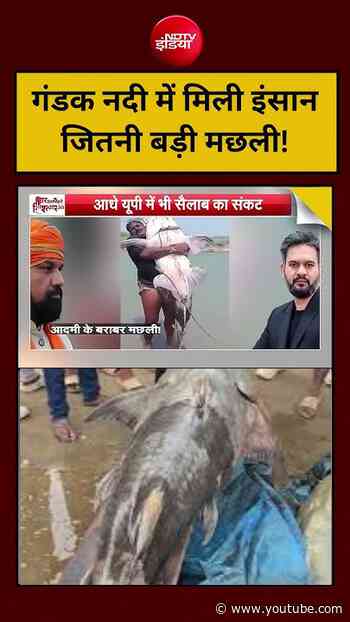 Syed Suhail | Nepal Flood Viral Video: गंडक नदी में मिली इंसान जितनी बड़ी मछली#floodnews #nepalflood
