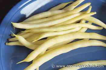 The Best Pole and Bush Bean Varieties You’ll Want To Grow Now