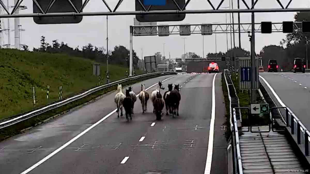 Kudde paarden draaft over A9 en zorgt voor tijdelijke afsluiting Wijkertunnel