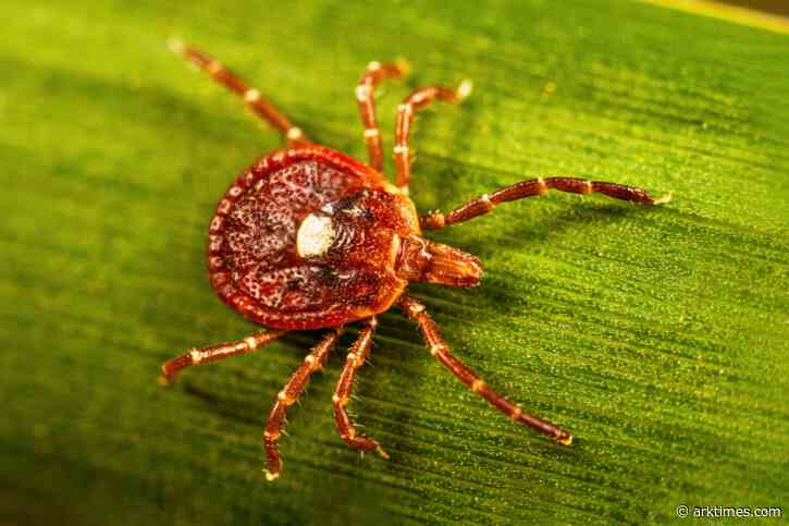 TICK, TICK, BOOM! Alpha-gal syndrome, the severe tick-borne allergy, is spreading rapidly