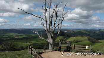 A ‘viral magic tree’ brought unwanted fame. Locals are fighting back with a gruesome tactic