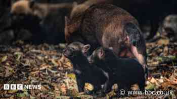Bush dog puppies emerge from their den to play
