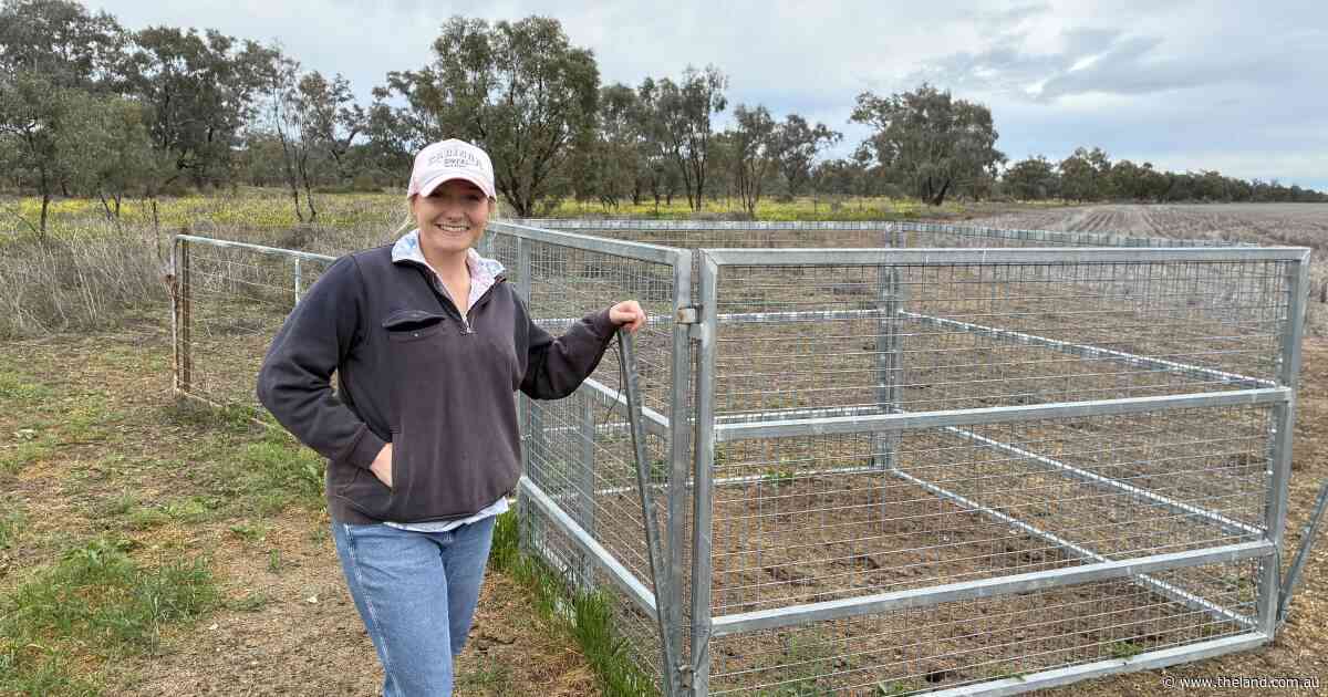 Pig plague vs red tape: Walgett farmers feel the heat of dealing with pests