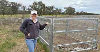 Pig plague vs red tape: Walgett farmers feel the heat of dealing with pests