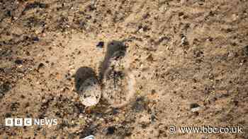 Record year for little tern breeding numbers