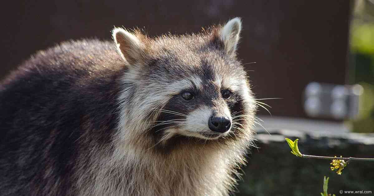 Sheriff: Raccoon tests positive for rabies after biting dog in Pinehurst area