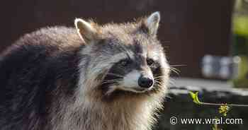 Sheriff: Raccoon tests positive for rabies after biting dog in Pinehurst area