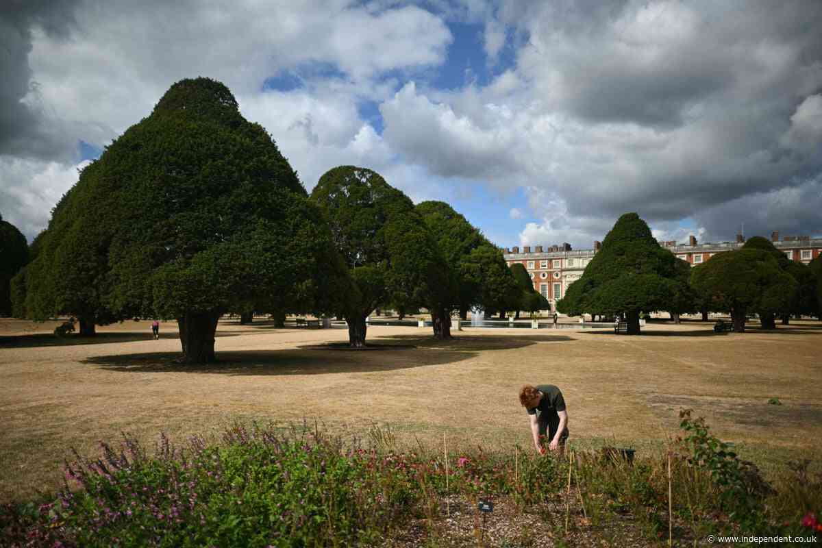 Storms from El Niño could risk trees disappearing from England’s landscape, expert warns
