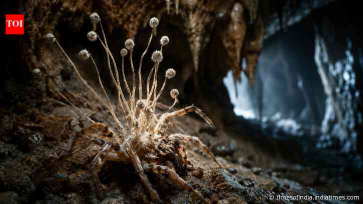 In 2025, scientists discovered a new "zombie" fungus in British caves that manipulates spiders