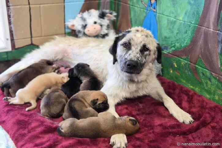 B.C. experiencing growing pet overpopulation crisis: Okanagan Human Society