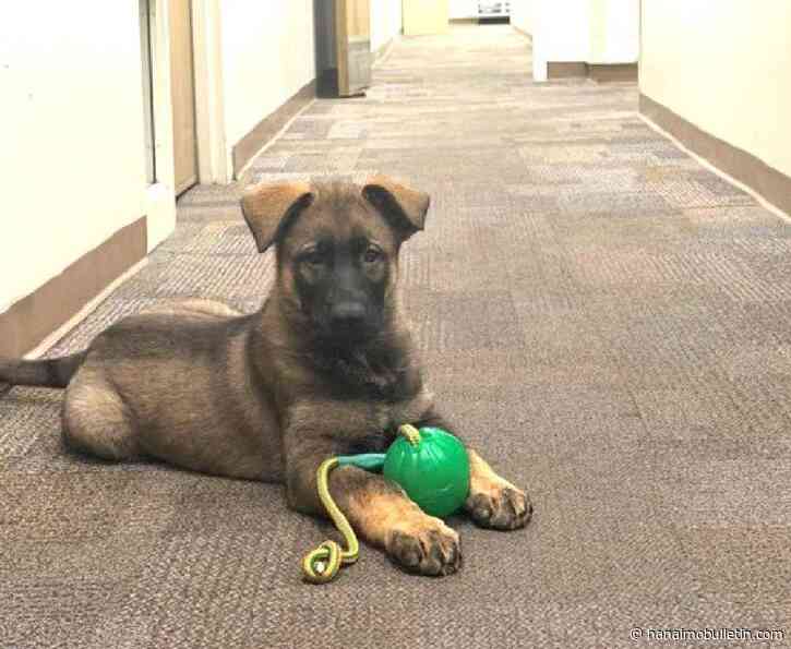 Police dog Basko begins training in Nanaimo