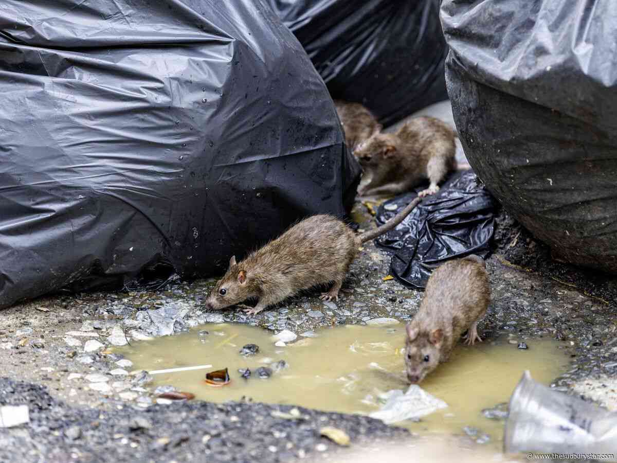 Mayor proposes rat control strategy after Minnow Lake complaints - Take our poll