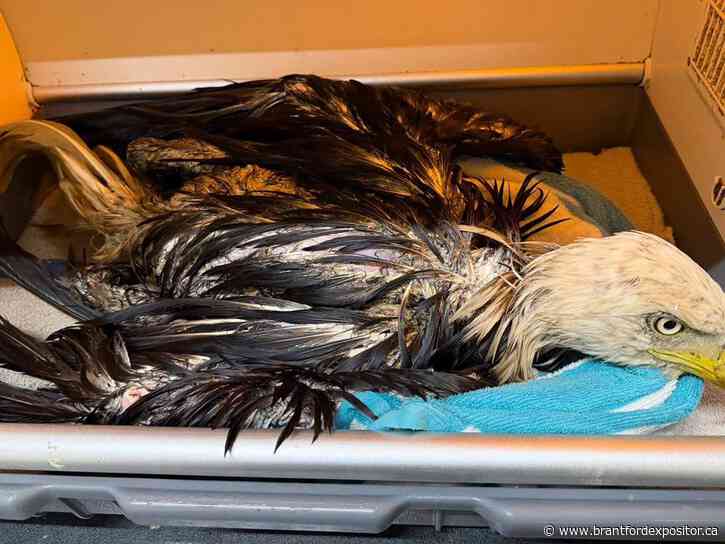 'Goo-covered' bald eagle rescued from Brantford landfill expected to make full recovery