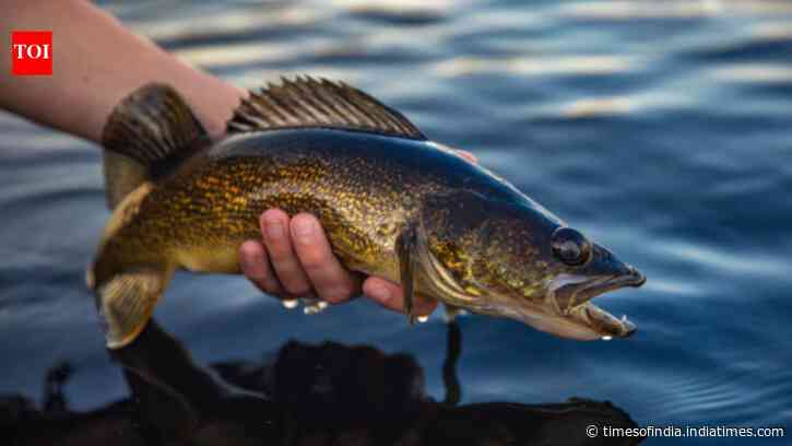 Scientists removed 285,000 fish from a Wisconsin lake to help walleye, but perch rose 788% instead