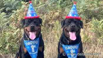 Happy Birthday Reggie and Ronnie! Twin police dogs in training celebrate their big day