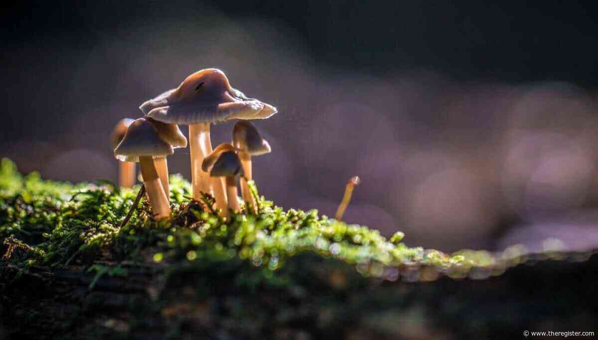 AI-assisted mushroom hunting is a recipe for a bad trip