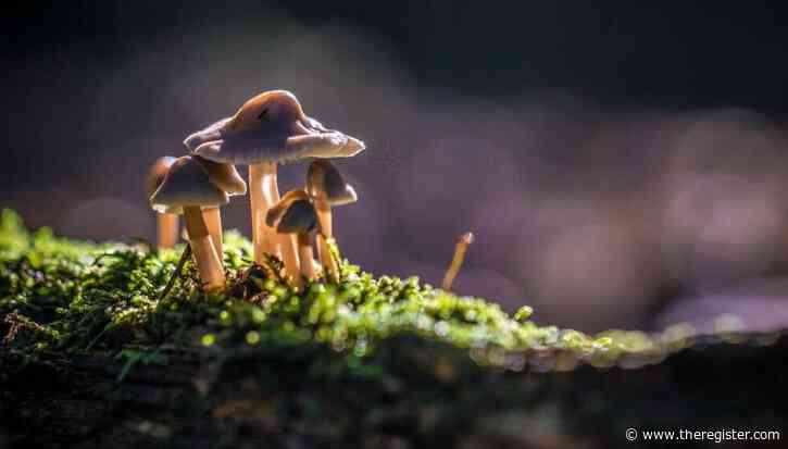 AI-assisted mushroom hunting is a recipe for a bad trip