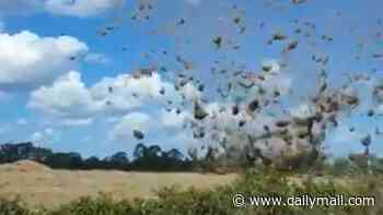 'Grassnado' stuns Queensland town as whirlwind sends debris flying
