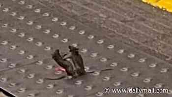 They look cheesed off! Moment mice spar in front of commuters waiting for the Tube