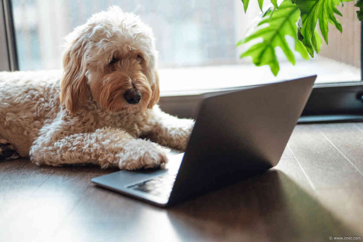 We Need to Talk About Wednesday’s Doggone Connections Puzzle