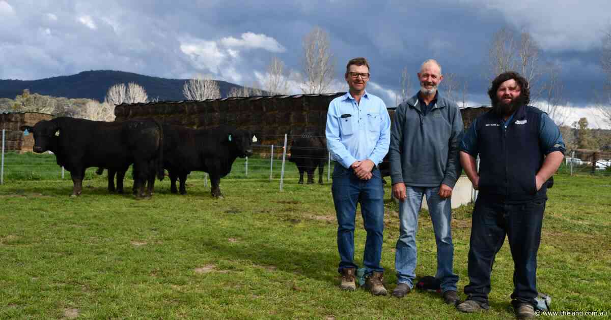 No bulls left behind as Hicks Beef welcomes healthy competition at spring sale