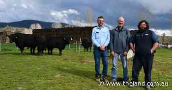 No bulls left behind as Hicks Beef welcomes healthy competition at spring sale