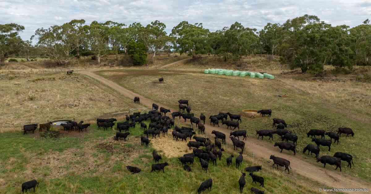 How China's safeguard trigger is hitting Australian beef processor profits