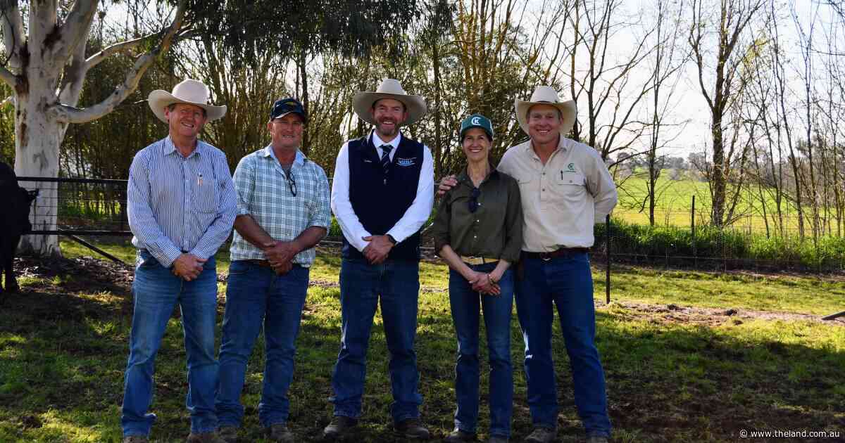 Mates join forces to secure bull with 'great structure' at Kenny's Creek Angus