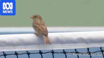 Medvedev puts bird disruption aside to claim win at US Open