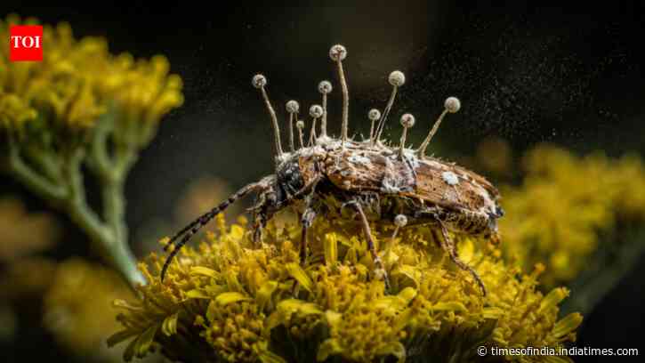 A fungus turns beetles into zombies and makes them die on flowers to infect the next generation