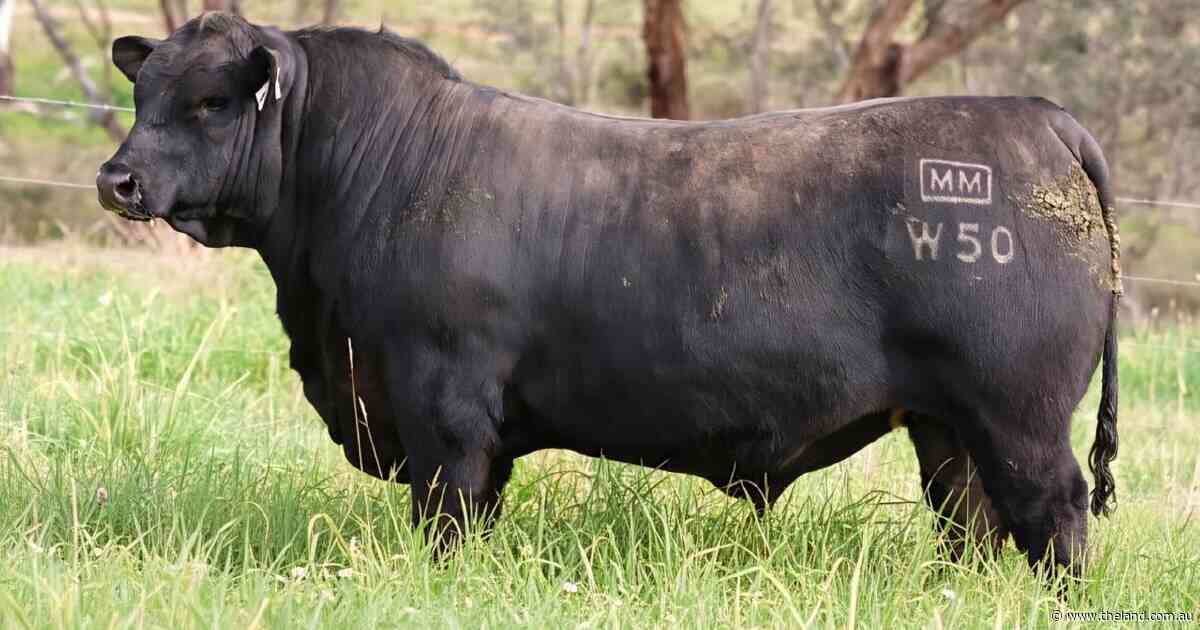 Millah Murrah Angus sets breed record with nearly half-a-million dollar bid