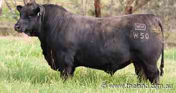 Millah Murrah Angus sets breed record with nearly half-a-million dollar bid