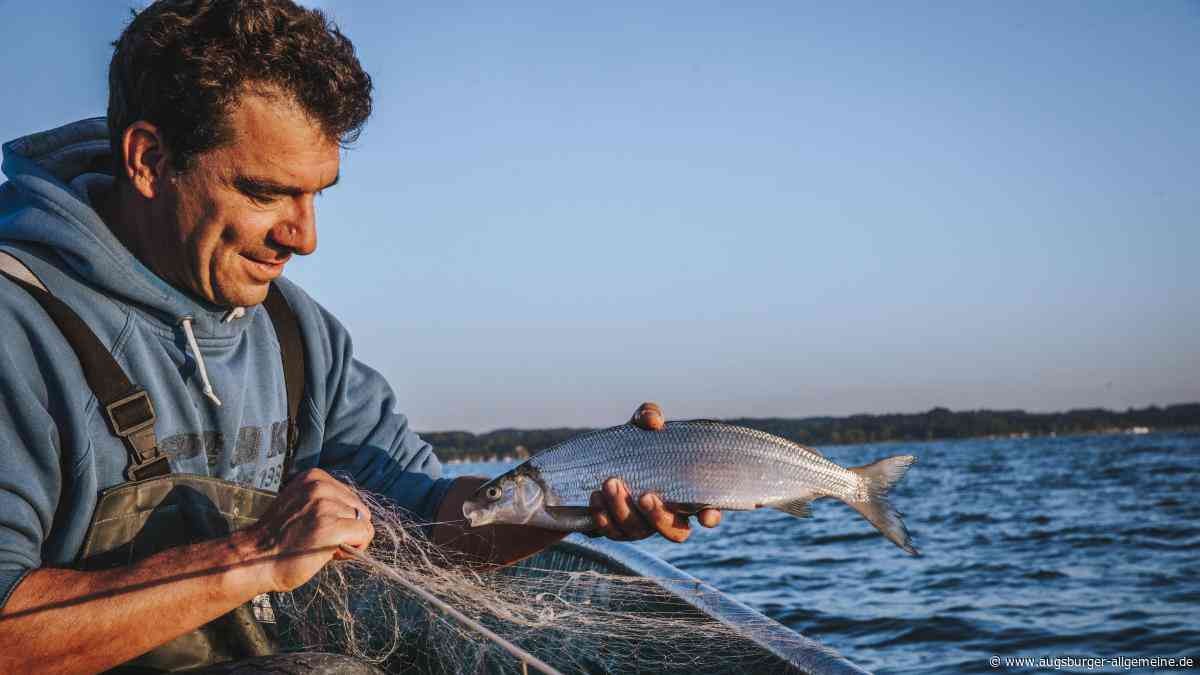 Fischer beklagen massiven Einbruch am Chiemsee: So ist die Lage am Ammersee