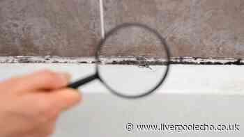 Mould vanishes from bathroom edges when you use 2 basic items – don't scrub