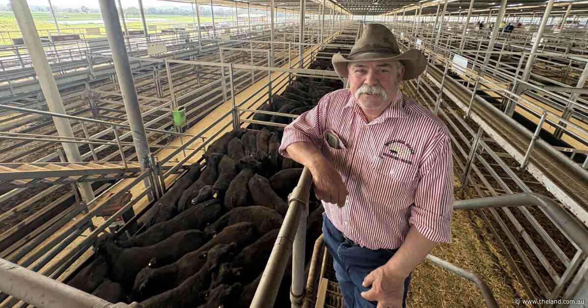 Why trucking cattle from Gippsland to Wodonga paid off in a 50c/kg market jump