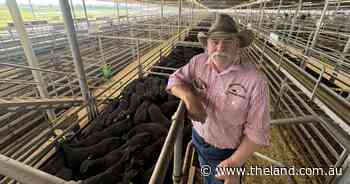 Why trucking cattle from Gippsland to Wodonga paid off in a 50c/kg market jump