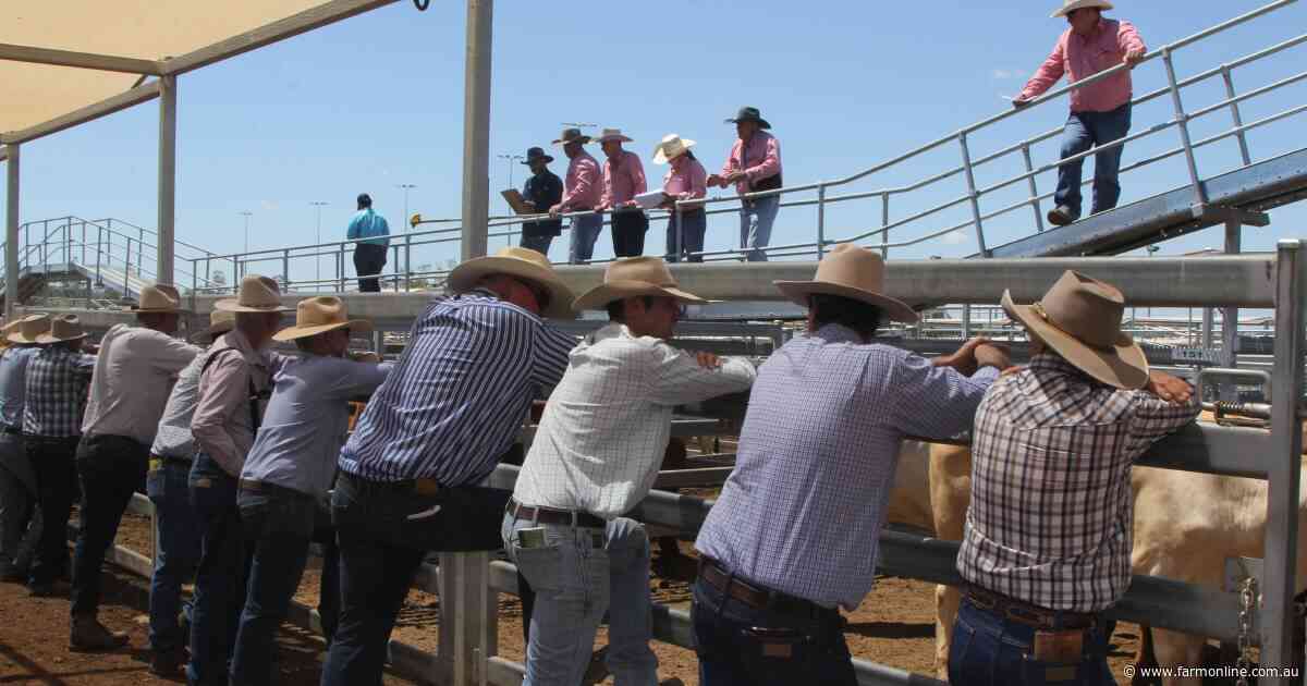 'A fundamental deficiency': could a revamped beef levy fund a critical fix?