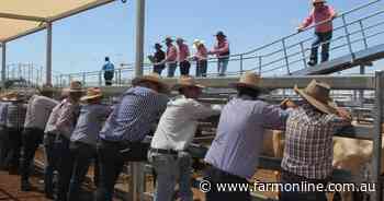 'A fundamental deficiency': could a revamped beef levy fund a critical fix?