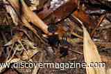 A Newly Discovered &lsquo;Devil Flower&rsquo; Hides Beneath the Forest Floor Before Emerging With Black Petals and Demon-Like Eyes