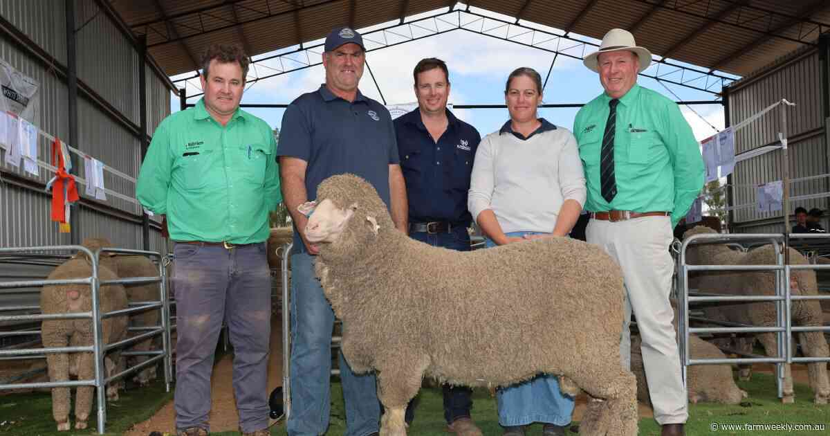 Records tumbled at the White Spring Poll Merino's annual on-property ram sale