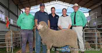 Records tumbled at the White Spring Poll Merino's annual on-property ram sale
