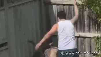 Animal cruelty outrage as Sydney man caught on camera beating 'highly distressed' dog with plank