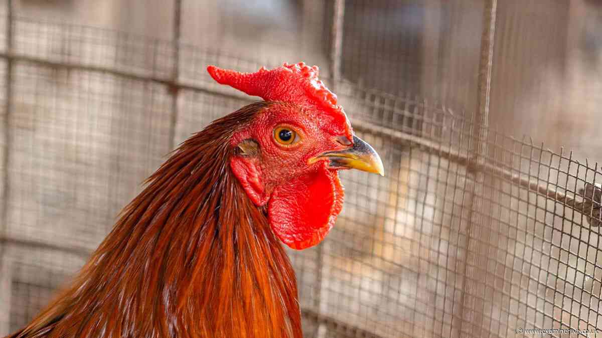 Man's agonising death by his own rooster in sudden knife attack